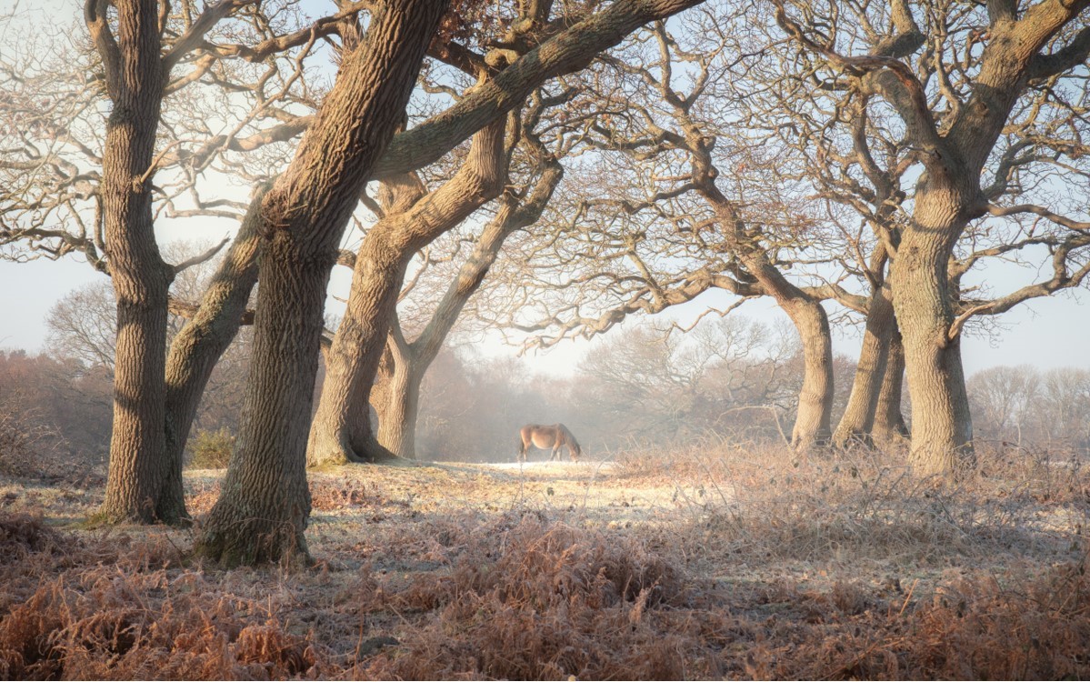 Lepe, The New Forest